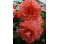 Salmon begonias